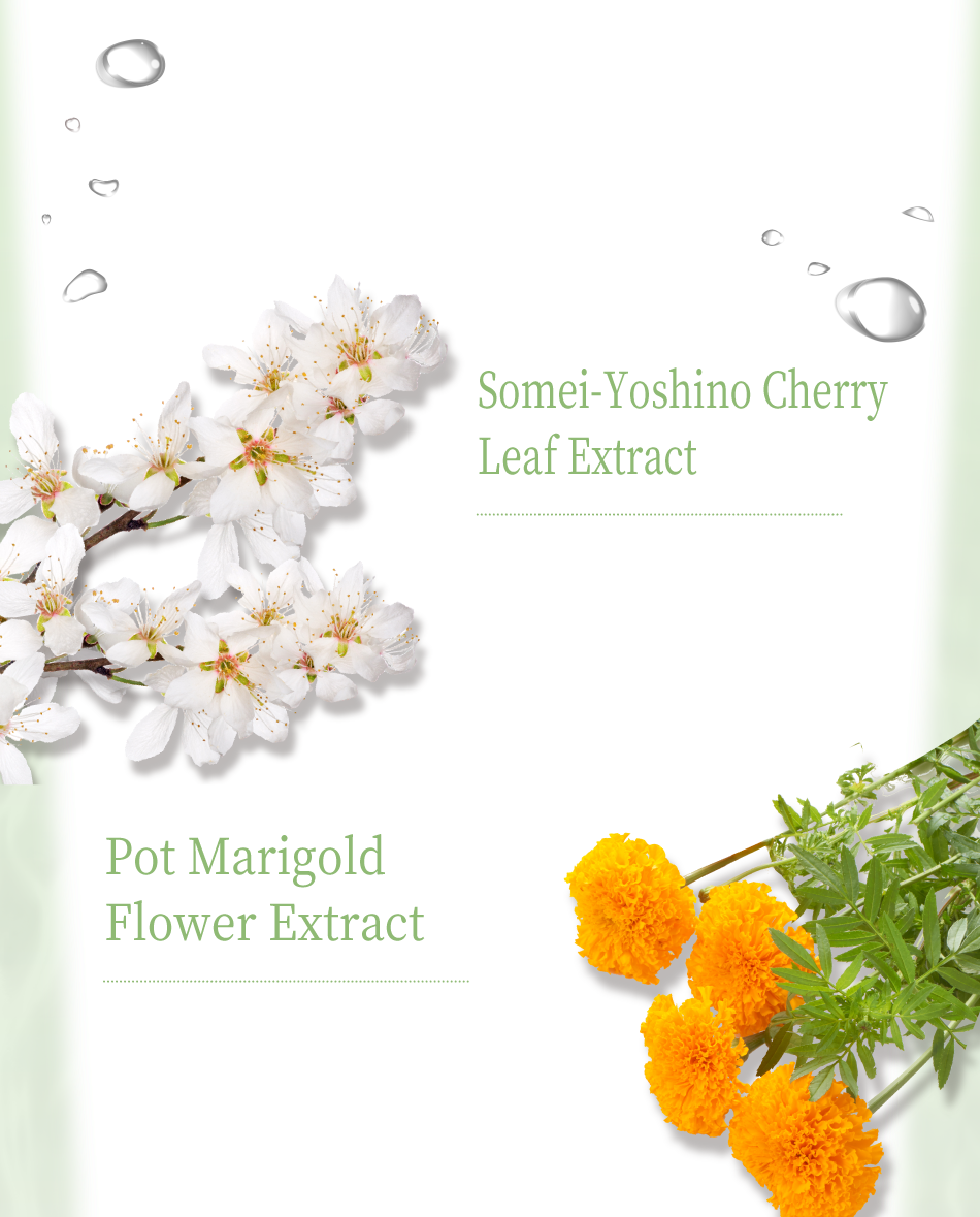 Somei-Yoshino Cherry Leaf Extract Deng Calendula Pot Marigold Flower Extract