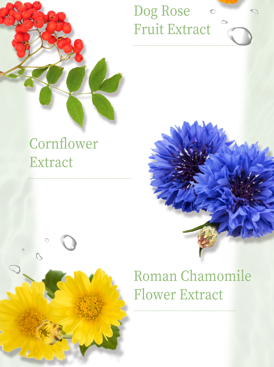 Dog Rose Fruit Extract Cornflower Extract Roman Chamomile Flower Extract