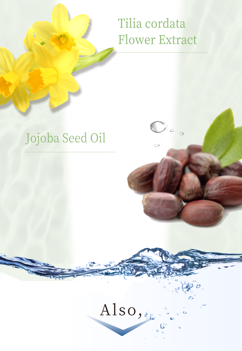 Tilia cordata Flower Extract Jojoba Seed Oil