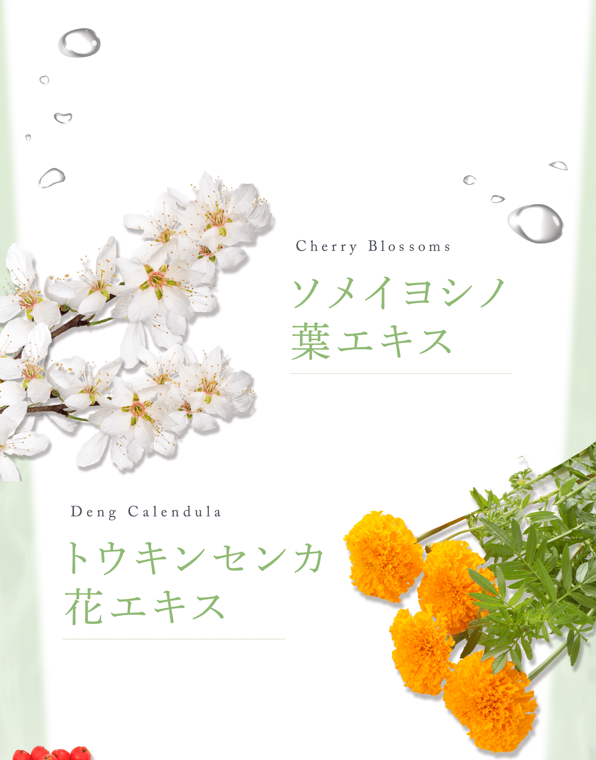 Cherry Blossoms ソメイヨシノ葉エキス Deng Calendula トウキンセンカ花エキス