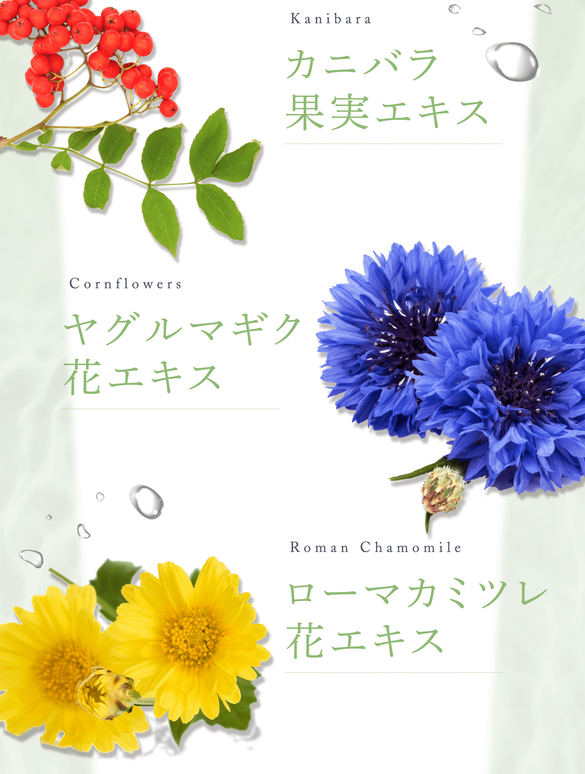Kanibara カニバラ果実エキス Cornflowers ヤグルマギク花エキス Roman Chamomile ローマカミツレ花エキス