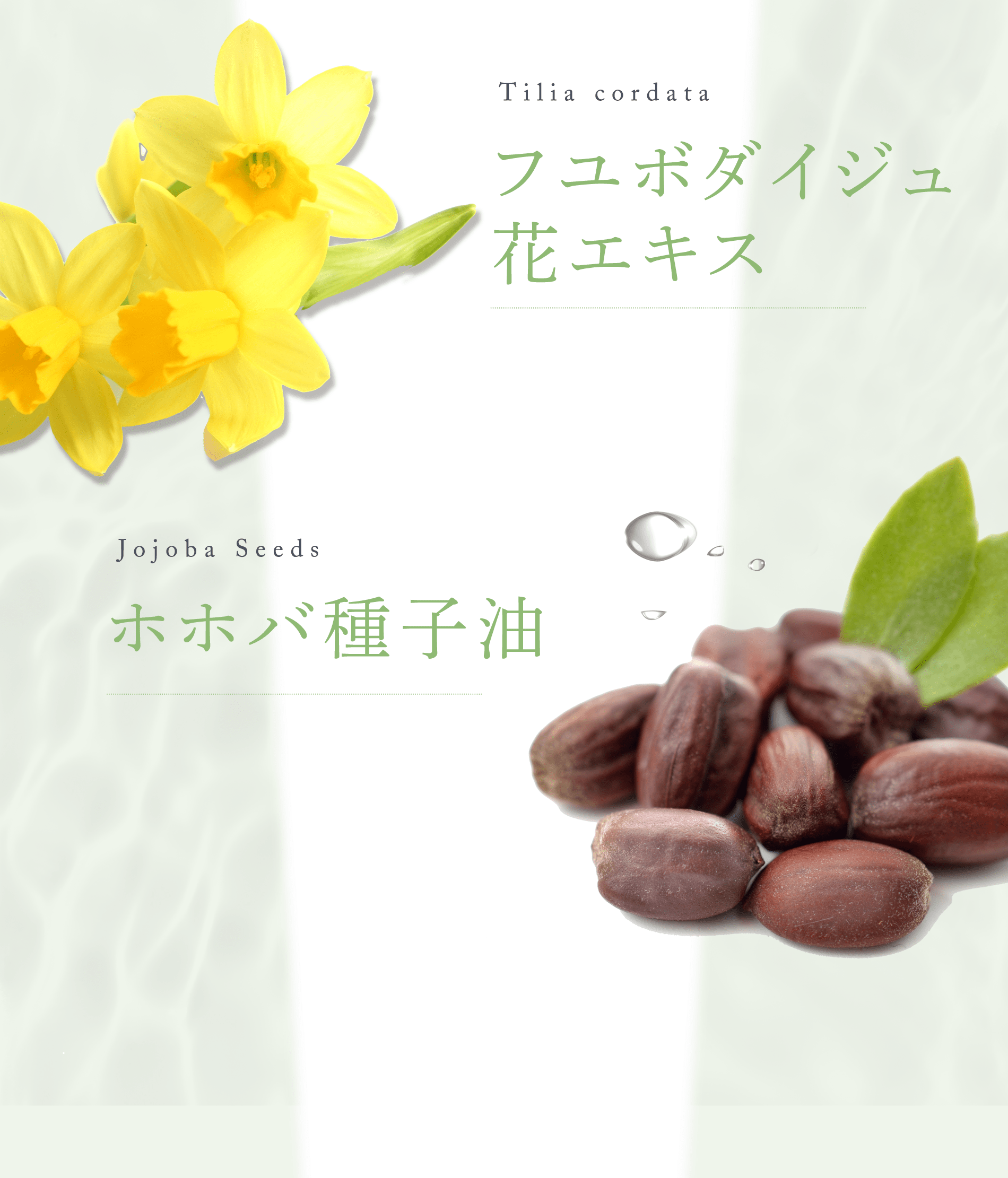 Tilia cordata フユボダイジュ花エキス Jojoba Seeds ホホバ種子油