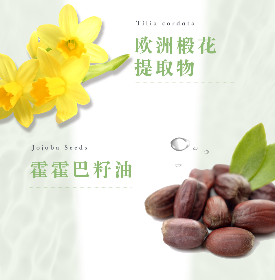 Tilia cordata ‎欧洲椴花提取物 Jojoba Seeds 霍霍巴籽油